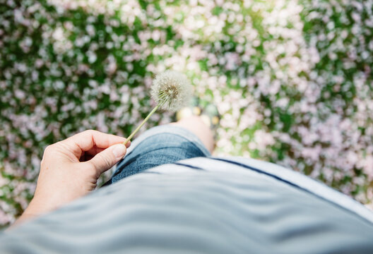 Hand holding a dandelion 'clock', in dappled shade and with the ground covered with pink blossom petals.