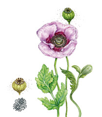 realistic botanic illustrations of opium poppy plant (papaver somniferum) with leaves, flower, seed pod and seeds. watercolor - obrazy, fototapety, plakaty