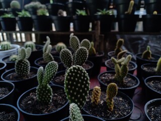 cactus plants of various types