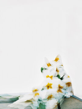 Cat's silhouette and flowers on it, double exposure on film