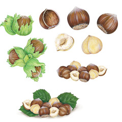 realistic illustration of hazelnuts (Corylus avellana) isolated (a little group, one by one)