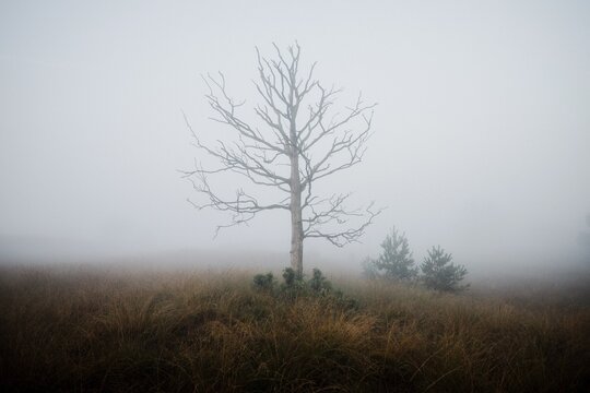 A true statue of nature