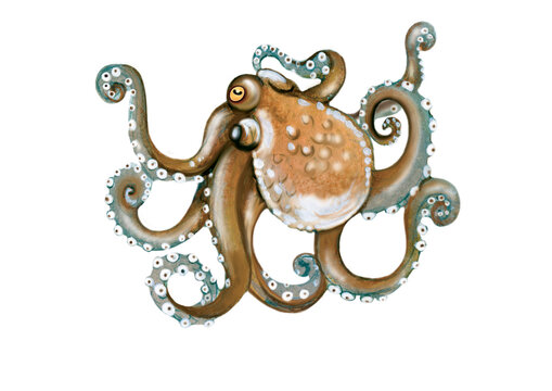 illustration of funny octopus (Octopus vulgaris)