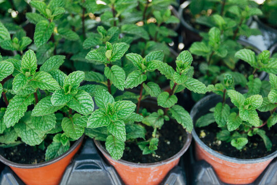 Rows of mint plants in pots