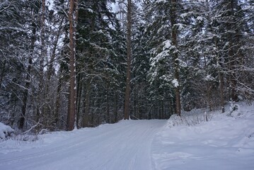 winter snow-covered winding road in the forest, large snow-covered pines, winter day
