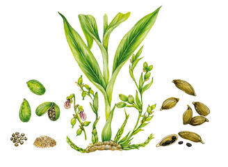 realistic botanic illustration of cardamom plant ( Elettaria cardamomum) with leaves, flowers , green fruits, dried pots, seeds and power 