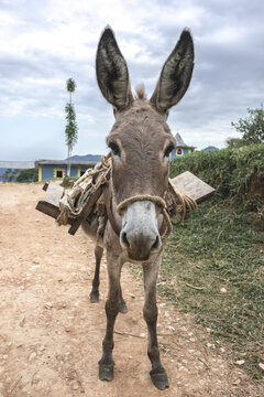Donkey