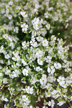 White dainty wildflowers
