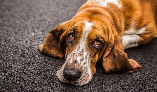 basset hound