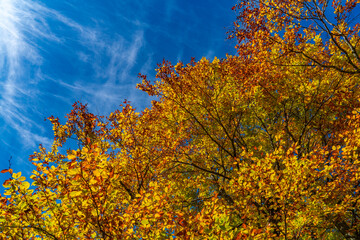 Herbstliches Laub eines Ahornbaumes