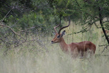 Photos taken in Kruger National Park