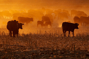 Silhouette of free-range cattle walking on dusty field at sunset, South Africa.