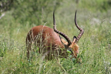 Photos taken in Kruger National Park