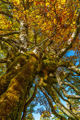 Blick in die Baumkrone eines herbstlichen Ahornbaumes
