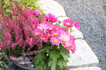 Einpflanzung mit Blumen und Heidekraut auf dem Friedhof