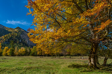 Bunte Ahornbäume im bayerischen Rißtal