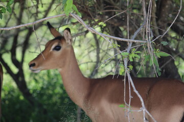 Photos taken in Kruger National Park