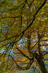 B&auml;ume im Herbst von unten