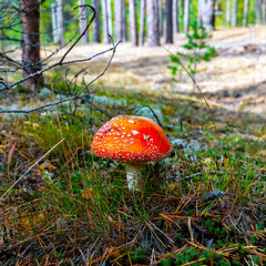 Amanita mushroom stands alone in a coniferous forest.