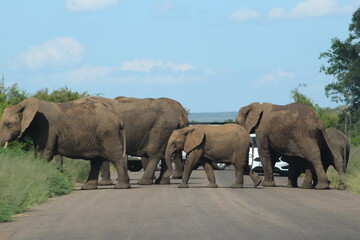 Obraz premium Photos taken in Kruger National Park
