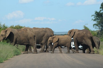 Photos taken in Kruger National Park