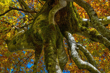Stamm und Baumkrone eines herbstlichen Ahorn-Baumes