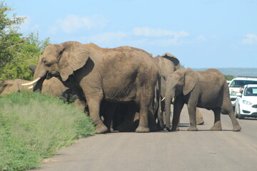 Obraz premium Photos taken in Kruger National Park