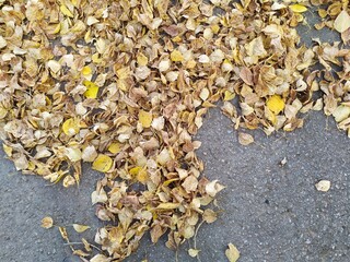leaves in the ground