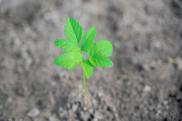 green sprout growing on fresh black soil
