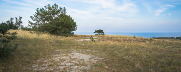 glade with pine trees, blue sea and sky on the background © Dmitriy Popov