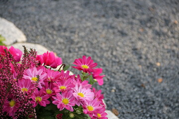 Blumen blühen am Wegesrand auf dem Friedhof