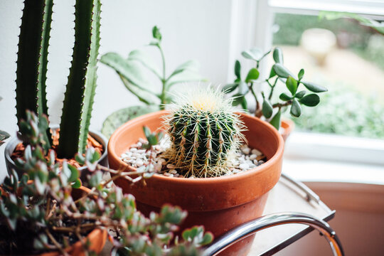 Group Of Cacti & Succulents On Bar Cart