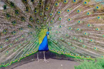 Obraz premium A beautiful peacock performs a mating dance. A mottled, multicolored tail with hundreds of blue eyes.