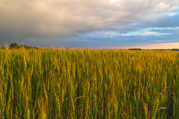 The huge cloud lit yellow-orange rays of sunset.