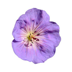 meadow crane's-bill or geranium (Geranium pratense) flower