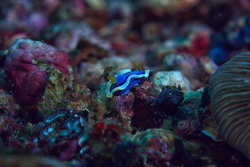 coral reef macro / texture, abstract marine ecosystem background on a coral reef
