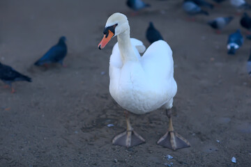white swans in the water / wild beautiful birds, swans in nature