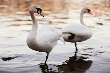 Obraz premium white swans in the water / wild beautiful birds, swans in nature