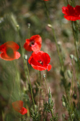 Fototapeta premium Field of poppies and greens