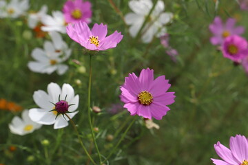 日本の秋の野原に咲くコスモスの花