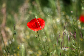 Field of poppies and greens