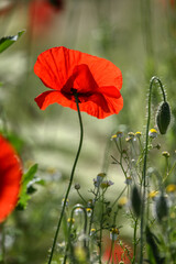 Fototapeta premium Field of poppies and greens