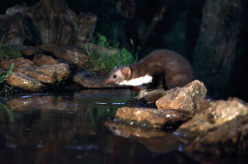 Stone marten with the last lights of day in a riverside forest