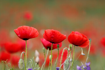 Fototapeta premium Field of poppies and greens