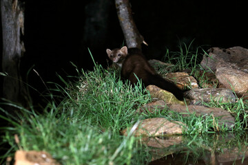 Obraz premium Stone marten at a water point in the early evening