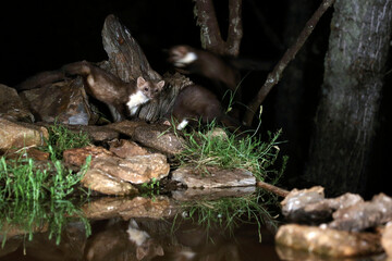 Stone marten at a water point in the early evening
