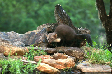 Stone marten at a water point in the early evening
