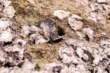 rock slope seashore covered with moss and shell fragments close up