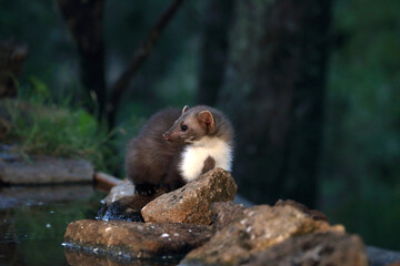 Stone marten at a water point in the early evening