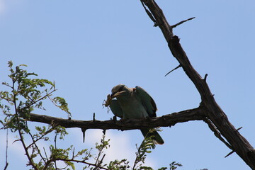 Photos taken in Kruger National Park